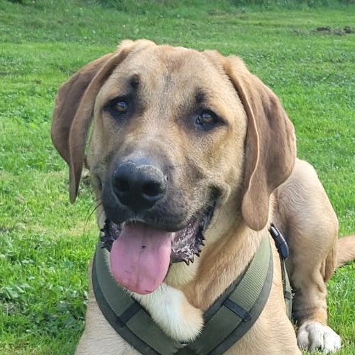 Brauner Hundewelpe schaut glücklich in die Kamera