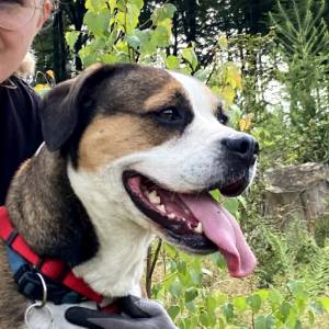 Bunter Hund schaut zur rechten Seite mit Zunge ausgestreckt